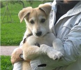 Замечательный подрощенный щенок – мальчик 3 мес, Окрас - бежевый с белым, Родился 27 июня 2010 года 66094  фото в Санкт-Петербурге