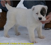 Щенки Туркменского алабая  (САО,  азиат,  волкодав) девочки 3828627 Среднеазиатская овчарка фото в Екатеринбурге