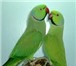 Foto в Домашние животные Птички Продаються молодые ожереловые говорящщие в Старом Осколе 7 000