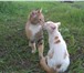 Фото в Домашние животные Отдам даром Спасаем кошачью семью: кошку-трехцветку-крысоловку в Белгороде 0