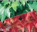 Foto в Домашние животные Растения Продаю декоративные кустарники:жасмин.гибискус в Сухой Лог 100