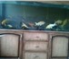 Изображение в Домашние животные Рыбки продам аквариумы 300л и 500л с оборудованием, в Краснодаре 0