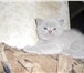Замечательные британские котята 2306352 Британская короткошерстная фото в Санкт-Петербурге