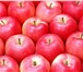 Изображение в Прочее,  разное Разное продам яблоки в Нальчике 30
