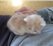 Изображение в Домашние животные Отдам даром Отдам котенка в добрые руки. Нежно-персикового в Перми 0