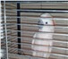 Фотография в Домашние животные Птички Продам попугая какаду срочно 7 лет в Владикавказе 90 000