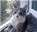 Foto в Домашние животные Потерянные Потерялся молодой кот в районе Гомзово. Окрас в Йошкар-Оле 500