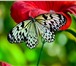 Изображение в Красота и здоровье Салоны красоты Живые тропические бабочки в подарок на Любое в Москве 1 200