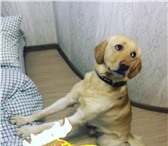 Фотография в Домашние животные Вязка собак Палевый Лабрадор, 2 года 8 месяцев, ищет в Таганроге 1 000