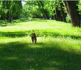 Изображение в Домашние животные Вязка собак Шикарный стаффик ищет невесту!:) в Минусинск 0