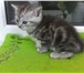 Котята от 2000, вязка 1300 4019151 Британская короткошерстная фото в Костроме