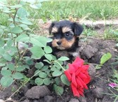 Продам обаятельных,  здоровеньких малышей йорка 1356004 Йоркширский терьер фото в Красноярске