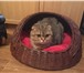Фотография в Домашние животные Товары для животных Лежанка для кошки. Лёгкая, практичная, нетоксичная. в Чебоксарах 1 200