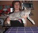 Фото в Домашние животные Услуги для животных Мастер с 20-летним опытом работы подстрижет в Балашихе 0