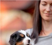 Продажа щенков Бернского Зенненхунда 5225938 Бернская пастушья собака фото в Коломне