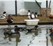 Foto в Домашние животные Птички Зоопитомник Тенеброзус продает молодых индийских в Москве 4 000