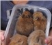 Изображение в Домашние животные Другие животные Отдам в добрые руки декоративных кроликов.Возраст в Егорьевск 0