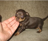 Щенки той терьера 2496577 Русский той-терьер фото в Минске