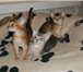 Питомник Золушка предлагает абиссинских котят: котика дикого окраса, возраст 5 месяцев, привит, 69400  фото в Москве