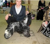 Foto в Домашние животные Вязка собак Английский кокер спаниель. С документами в Перми 0