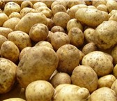 Изображение в Прочее,  разное Разное Продам картофель сорта "Голландка". 16р/кг. в Прокопьевске 16