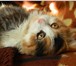 Foto в Домашние животные Услуги для животных Трехцветная лесная длинношерстная красавица в Улан-Удэ 0