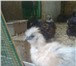 Изображение в Домашние животные Птички продам цыплят подрощенных(шелковые,кохинхины,орпингтон,виандот,павловские),семьи-шелковых,кохинхинов,пару в Пензе 250