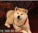 Продаю щенка акита-ину девочка рыжая  (Хатико) 173487  фото в Новосибирске