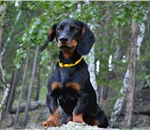 Фотография в Домашние животные Вязка собак Молодой кабель ищет подругу. в Бийске 1 000