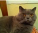 Изображение в Домашние животные Вязка Предлагаю вязку с красивым британским котом. в Москве 2 000