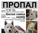 Изображение в Домашние животные Потерянные 17.07.15г. пропал белый пес на о.Отдыха. в Красноярске 0
