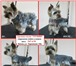 Фотография в Домашние животные Услуги для животных Груминг-салон "Грумми" приглашает маленьких в Пензе 500