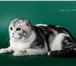 Фото в Домашние животные Вязка Питомник шотландских кошек Fiery Crystal в Москве 6 000