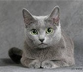 Кошку «Русской голубой» породы,  Голубого окраса с зелеными глазами,  Возраст 2 года, 153440  фото в Якутске
