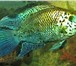 Фото в Домашние животные Рыбки Продаю аквариумную рыбу оптом и розницу, в Белокуриха 40