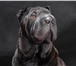 Фотография в Домашние животные Потерянные Потерялась собака породы шар-пей сука окрас в Барнауле 0
