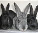 Фотография в Домашние животные Грызуны Продам племенных кроликов, различных пород: в Томске 1 500