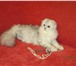 Foto в Домашние животные Вязка Опытный Шотландский вислоухий котик 1,5 года в Перми 0