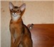Питомник Золушка продает абиссинских котят: котика дикого окраса, возраст 5 месяцев; кошечку голуб 68974  фото в Москве