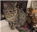 Foto в Домашние животные Вязка Вязка, кот-британец — 2 года, ищет кошечку; в Москве 2 000
