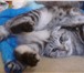Foto в Домашние животные Вязка Молодой шикарный кот породы британский веслоухий в Москве 100
