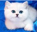 Британские клубные котята шиншиллы шоу-класс 2699321 Британская короткошерстная фото в Москве