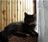 Foto в Домашние животные Отдам даром Вынуждены отдать кота 13 лет от роду по кличке в Тамбове 0