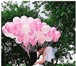 Фото в Развлечения и досуг Организация праздников Гелиевые воздушные шарики разных цветов и в Калуге 40