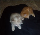 Foto в Домашние животные Отдам даром Отдам двух котят . Первый мальчик(цвет рыжий) в Тольятти 0
