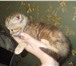 Продам шотландских котят  ( вислоухих и прямокхих) 181913  фото в Костроме