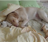 Фото в Домашние животные Вязка собак У нас палевый лабрадор 2 года 2 месяца Николас, в Нижневартовске 0