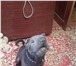 Фотография в Домашние животные Вязка собак Ищем девочку для вязки! У нас мальчик породы в Нижнем Новгороде 0
