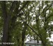 Foto в Прочее,  разное Разное Удаление деревьев, кронирование, выкорчевка в Дзержинске 300