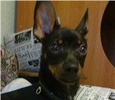 Foto в Домашние животные Вязка собак Сведу кабеля.Звать Ачик, 1 год в Комсомольск-на-Амуре 1